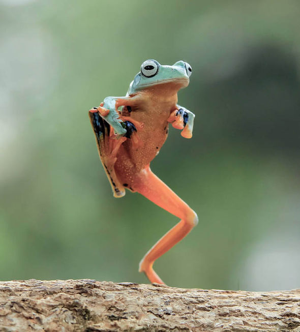 Dancing-frog-390009.jpg